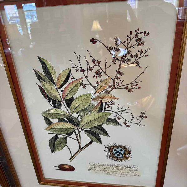 Framed Botanical Print