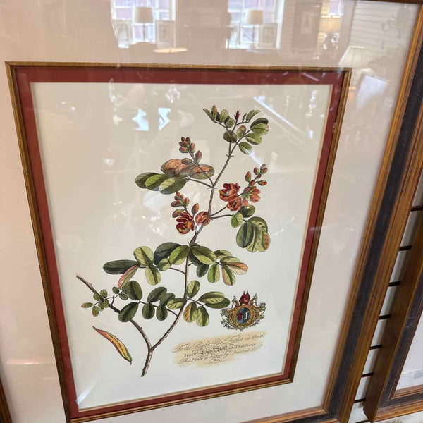 Framed Botanical Print