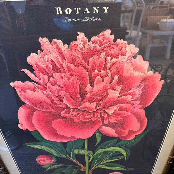 Framed Peony Print