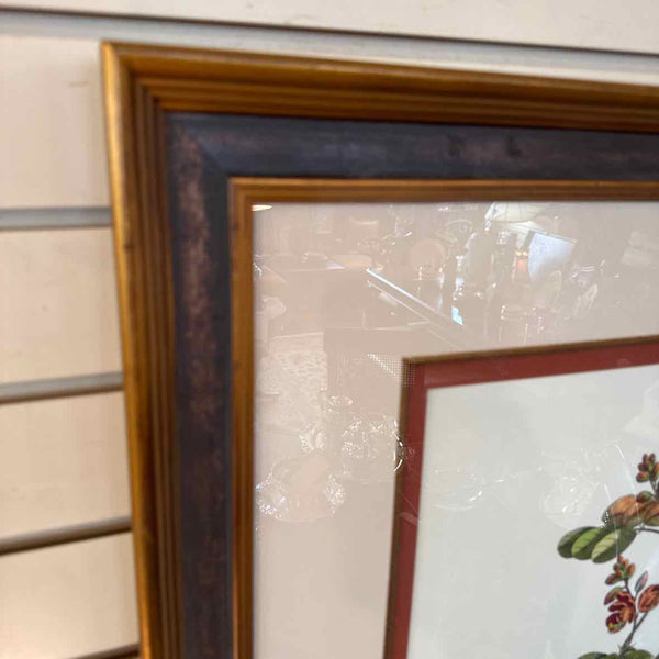 Framed Botanical Print