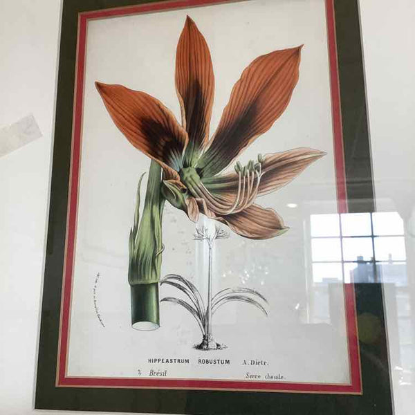 Framed Botanical