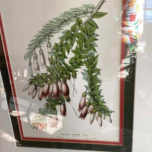 Framed Botanical