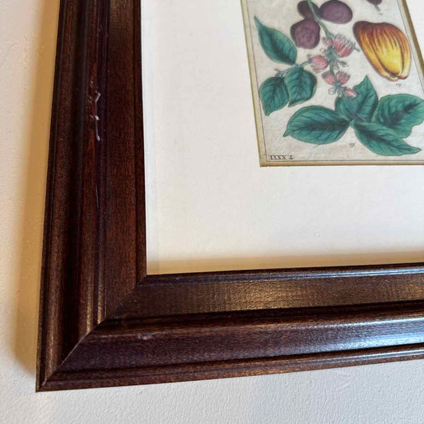 Framed Botanical
