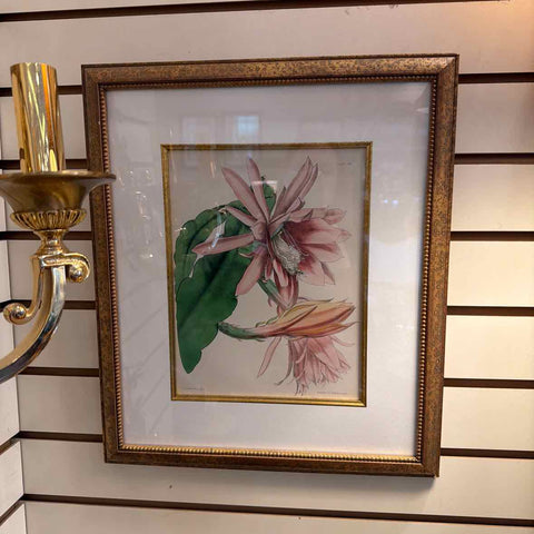 Hybrid Cactus Framed Print