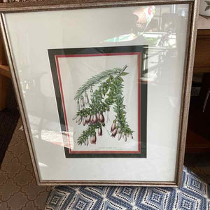 Framed Botanical
