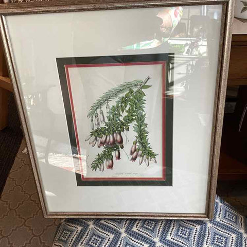 Framed Botanical