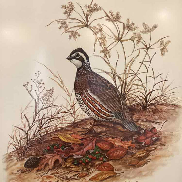 Art Work of Quail