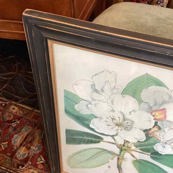 Rhododendron Framed Print