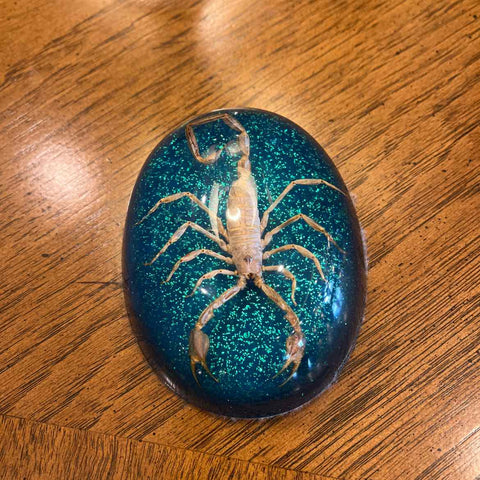 Scorpion Oval Paperweight