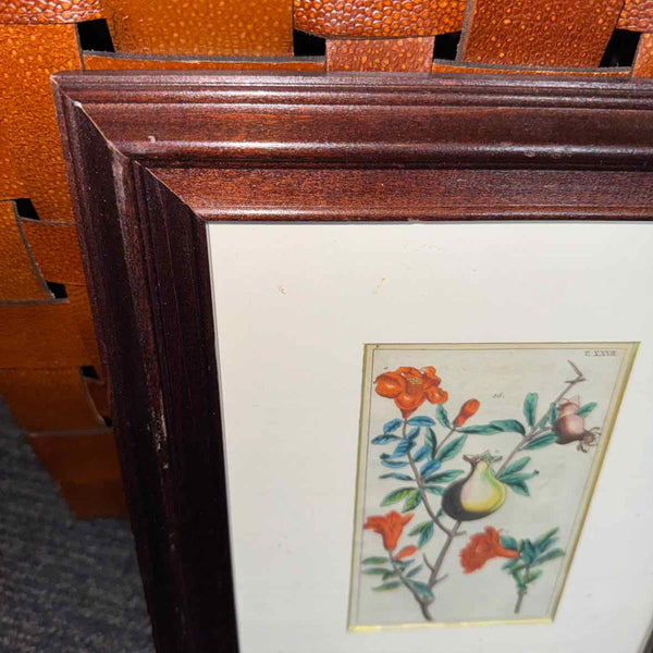 Framed Botanical