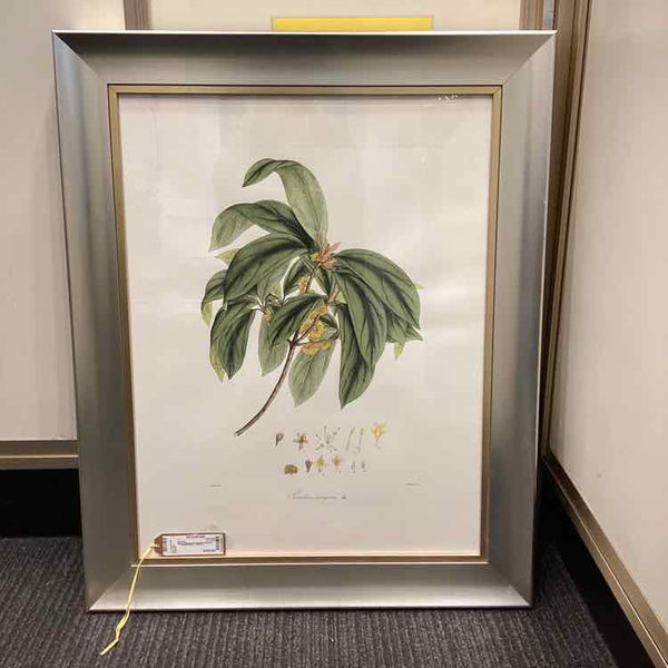 Vintage Botanical Lithograph
