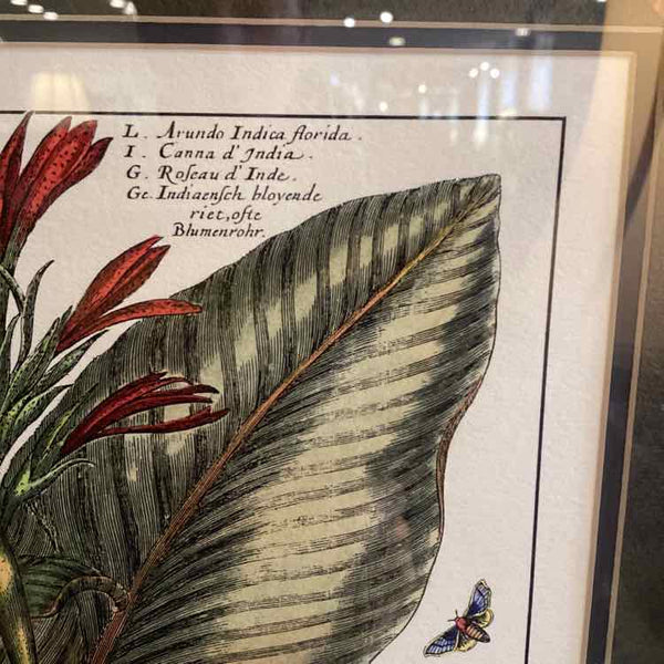 Framed Botanical - Canna Plant