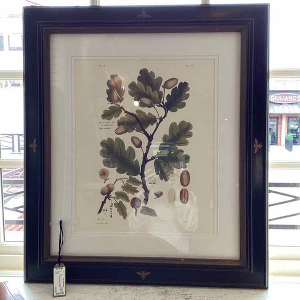 Acorn Botanical Print In Black Frame