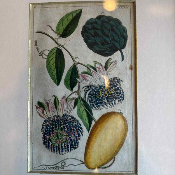 Framed Botanical