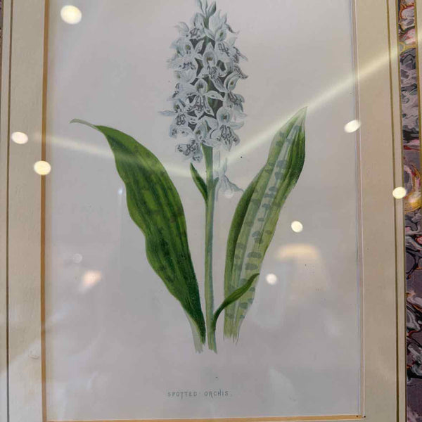 Spotted Orchis Print
