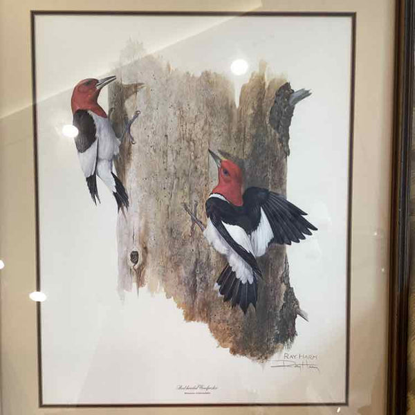 "Red Headed Woodpecker" Print by Ray Harm
