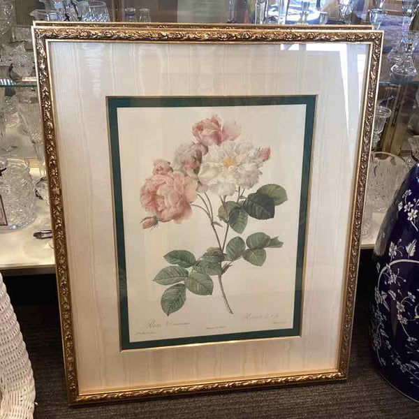 "Rosa Damascera" Framed Print