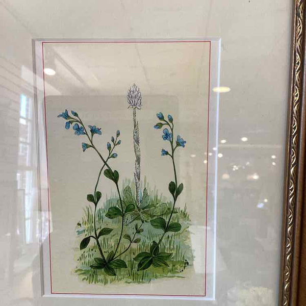 Pair Of Botanical Prints