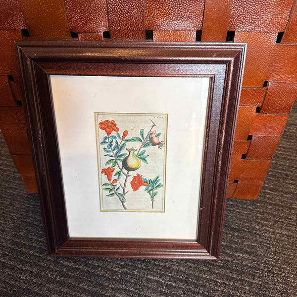 Framed Botanical
