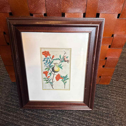 Framed Botanical