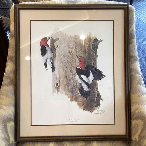 "Red Headed Woodpecker" Print by Ray Harm