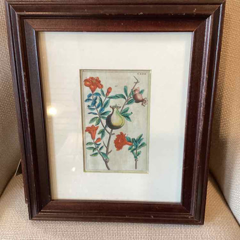 Framed Botanical