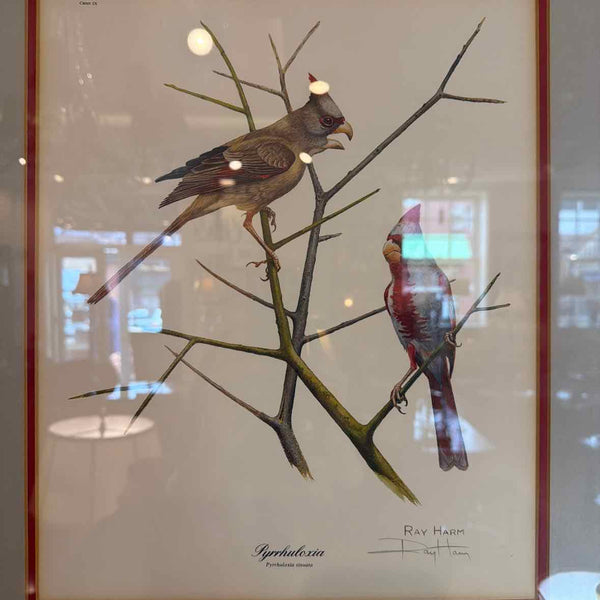 Framed Desert Cardinal Print