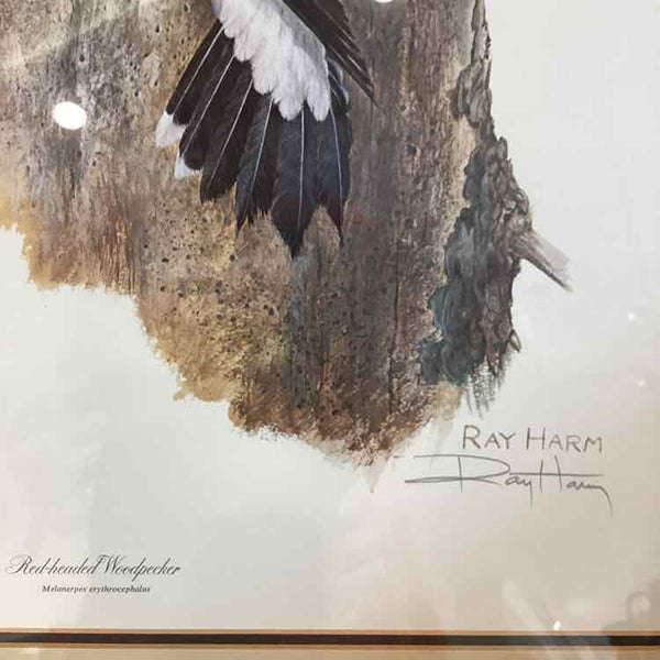 "Red Headed Woodpecker" Print by Ray Harm