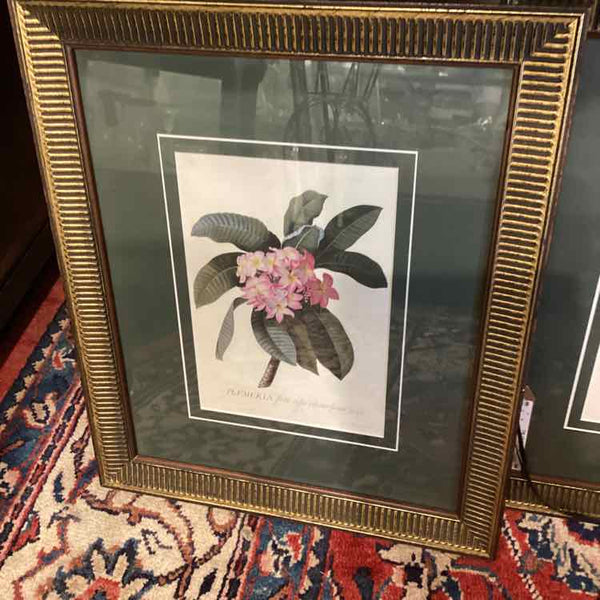 Three Botanical Prints