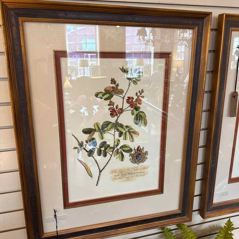 Framed Botanical Print