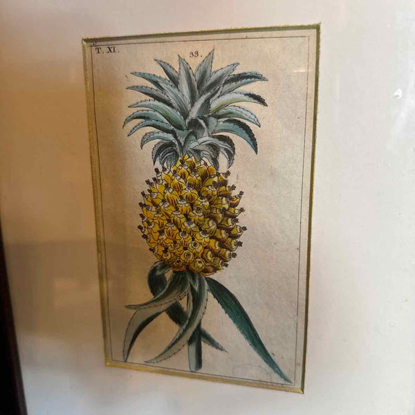 Framed Botanical