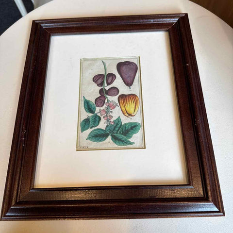 Framed Botanical