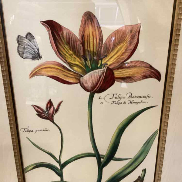 Print "Tulipa de Montpelier"