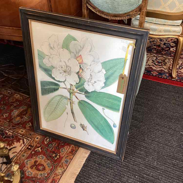 Rhododendron Framed Print