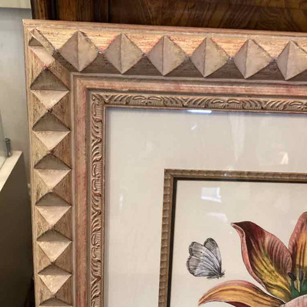Print "Tulipa de Montpelier"