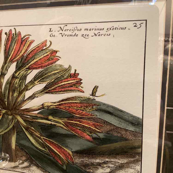 Framed Botanical - Parrot Lily