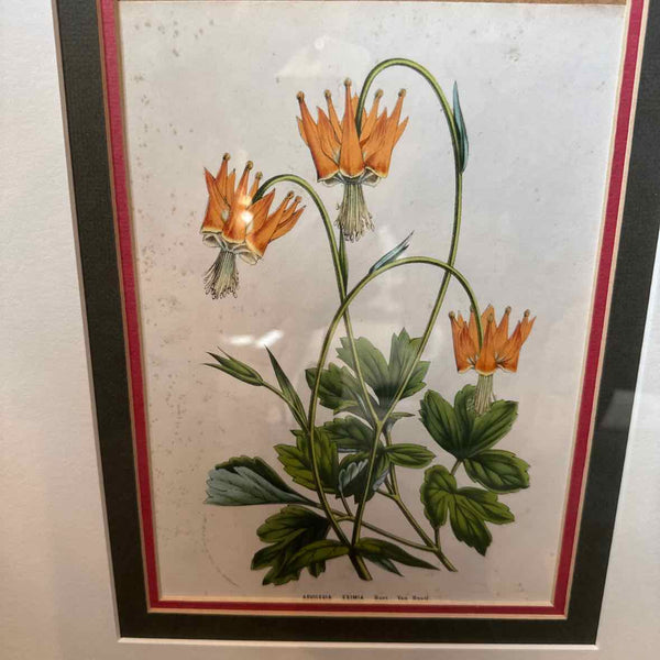 Framed Botanical 15 x 18" AS IS