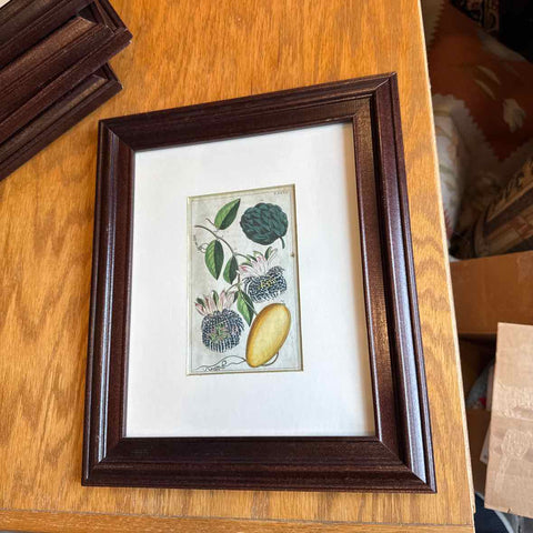 Framed Botanical