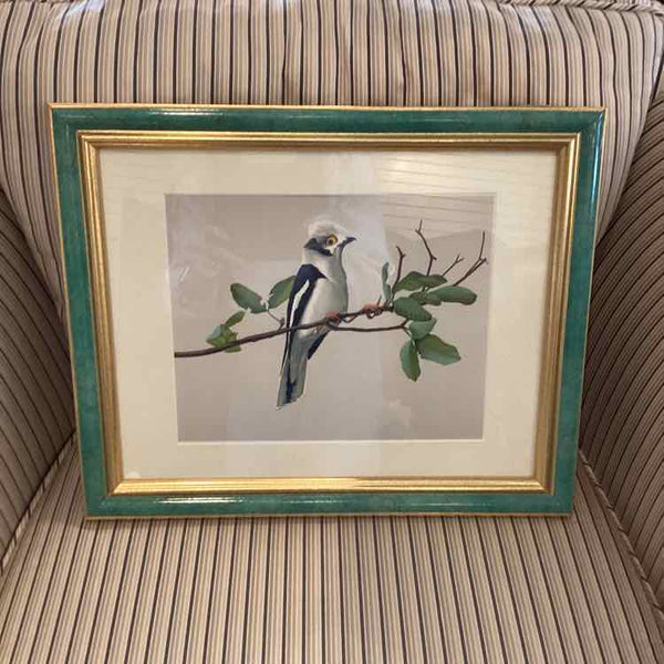 Green Framed Print Of Helmeshrike