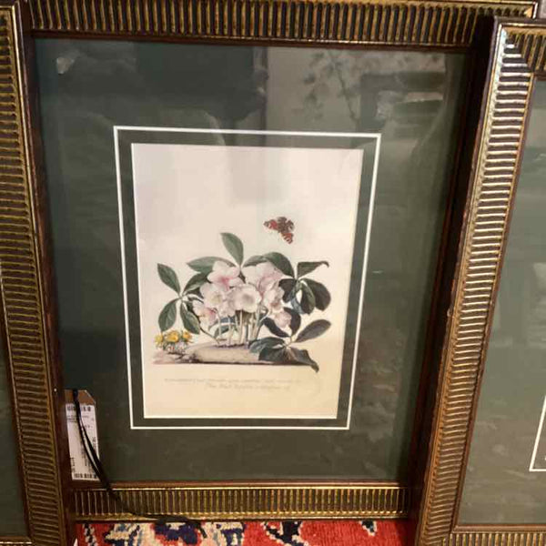 Three Botanical Prints