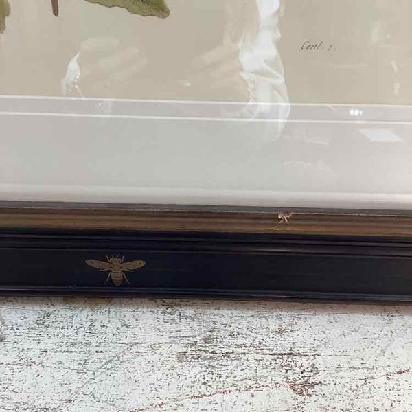 Acorn Botanical Print In Black Frame