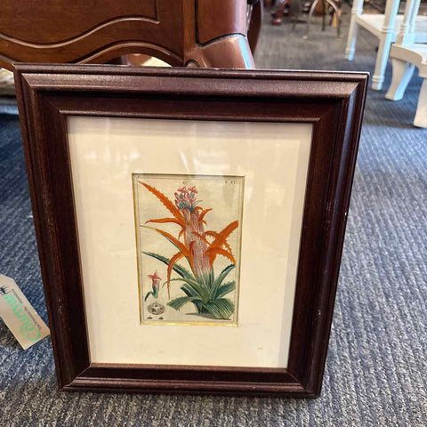 Framed Botanical