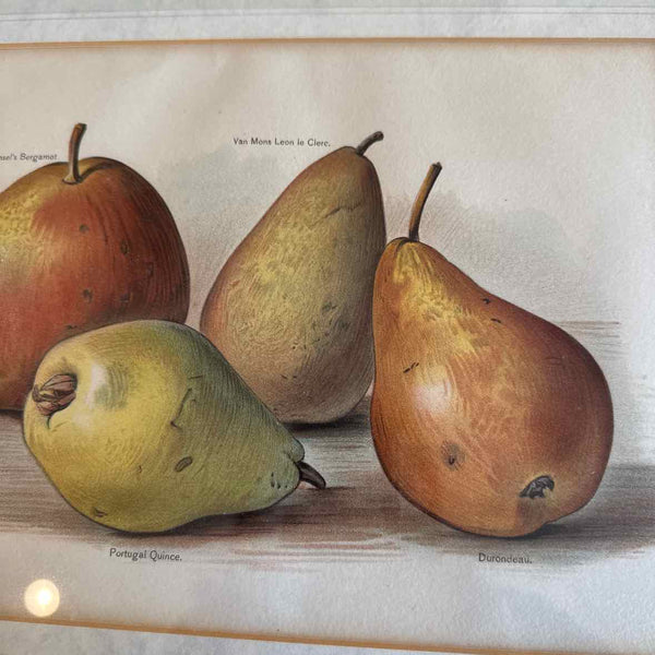 Pear Framed Print