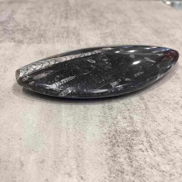 Orthoceras Silurian Fossil