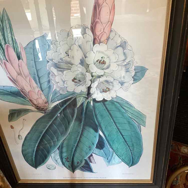 Rhododendron Framed Print