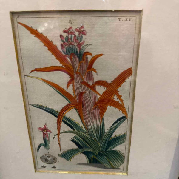 Framed Botanical