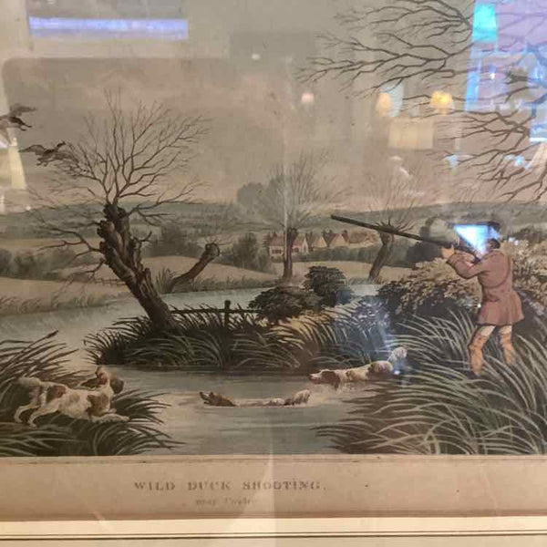 Engraving Of Wild Duck