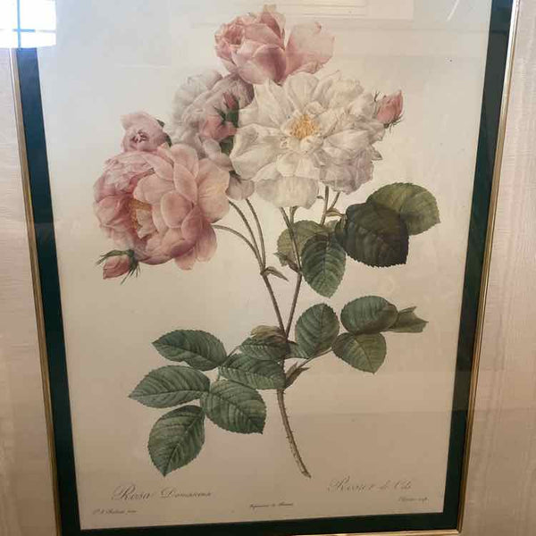 "Rosa Damascera" Framed Print