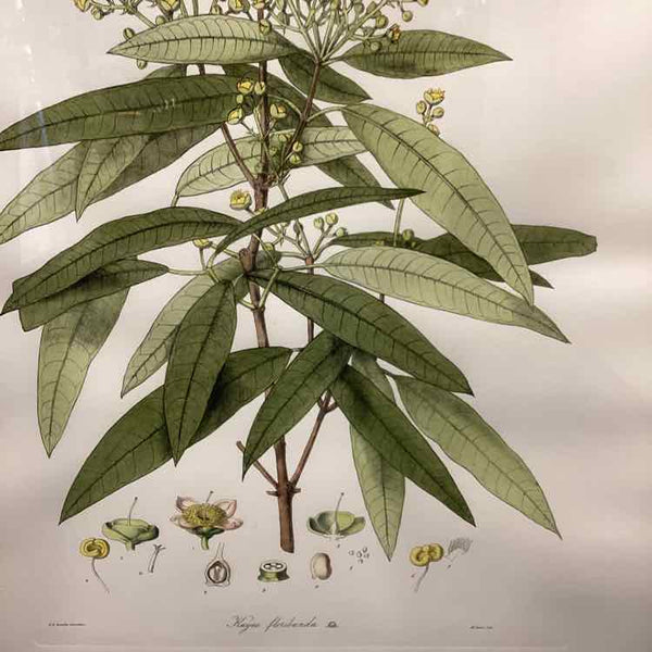 Vintage Botanical Lithograph