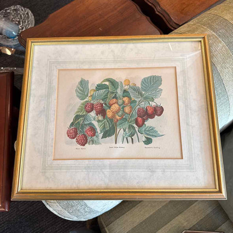 Raspberry Framed Print